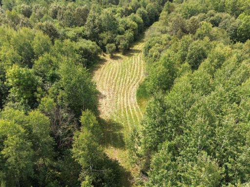 Mowed flat area ideal for food plot