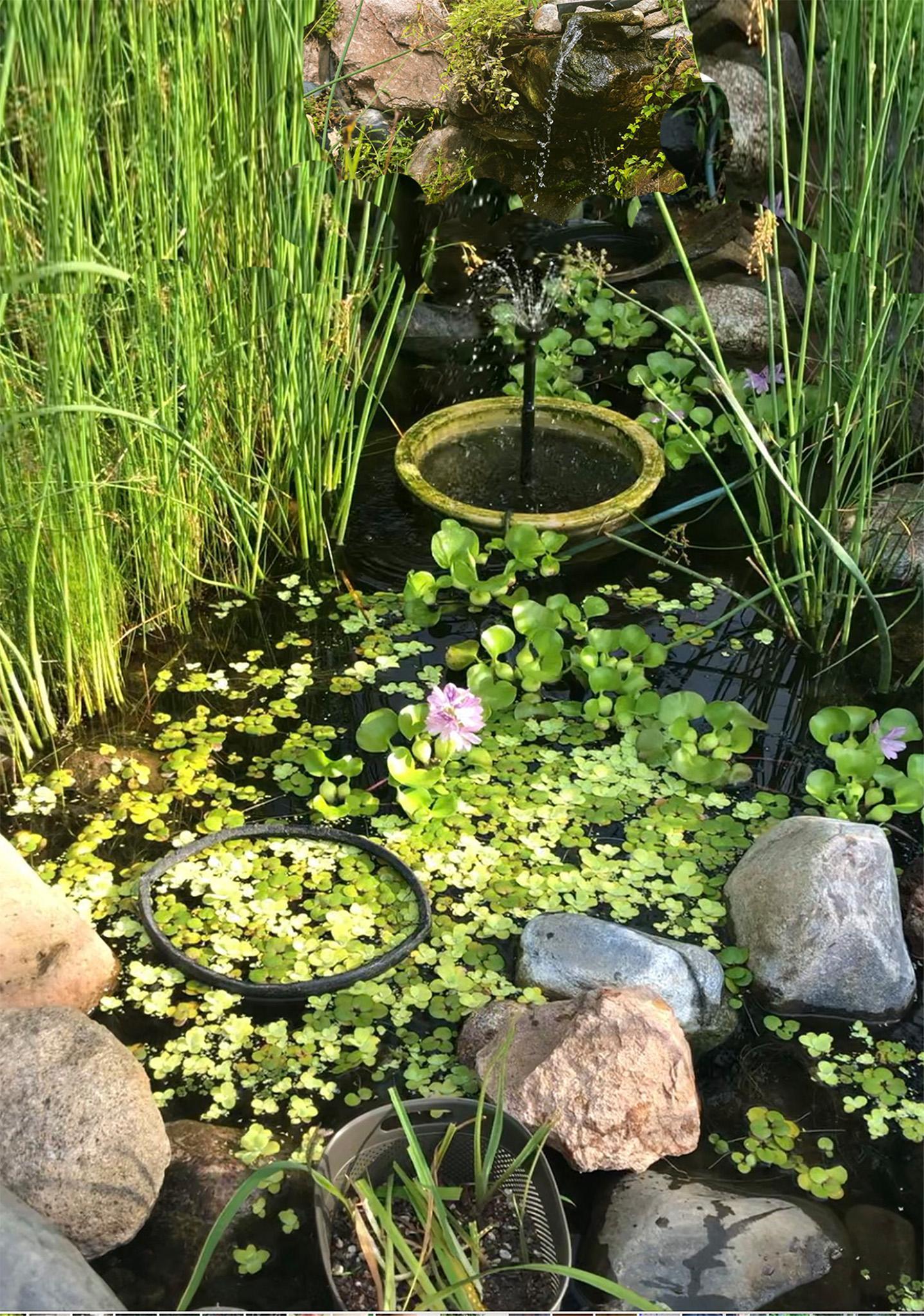 33. Serene backyard water feature showcasing a waterfall, flourishing water plants, and a goldfish pond..jpg