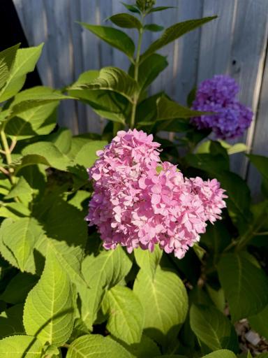 Photo 49