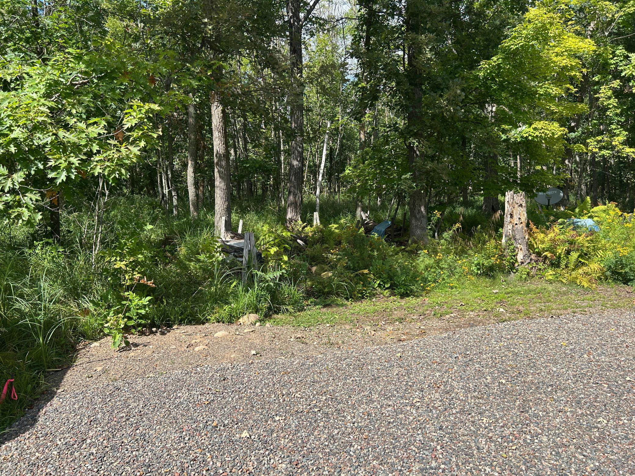 Looking into the "forest" at the rear of this lot