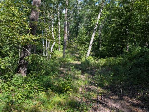 Rolling hills thru lush woods