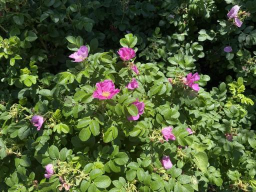 Wild Roses