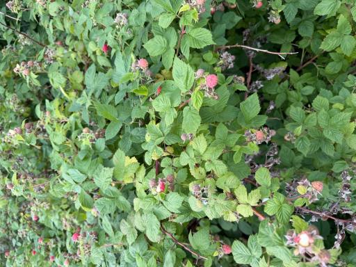 Rasberries