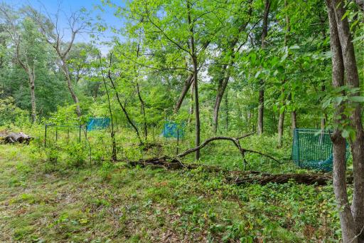 Apple and plum trees protected from natures guests
