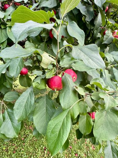 Fruit Tree