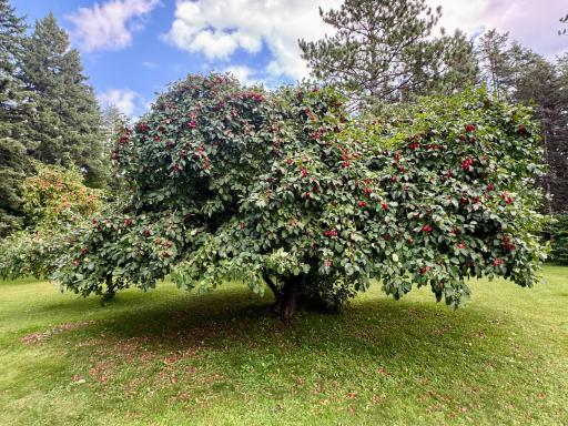 Fruit Tree