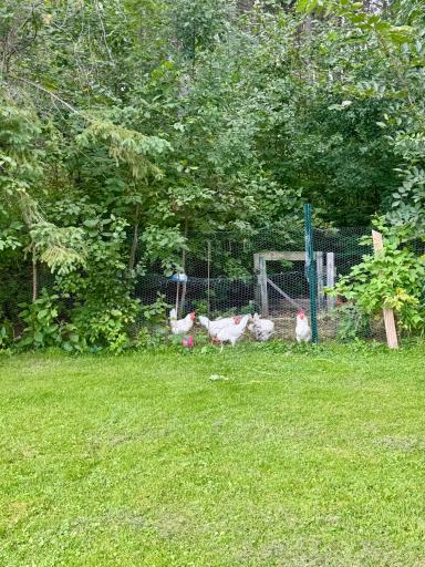 Chickens