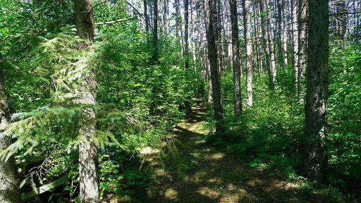 Trails