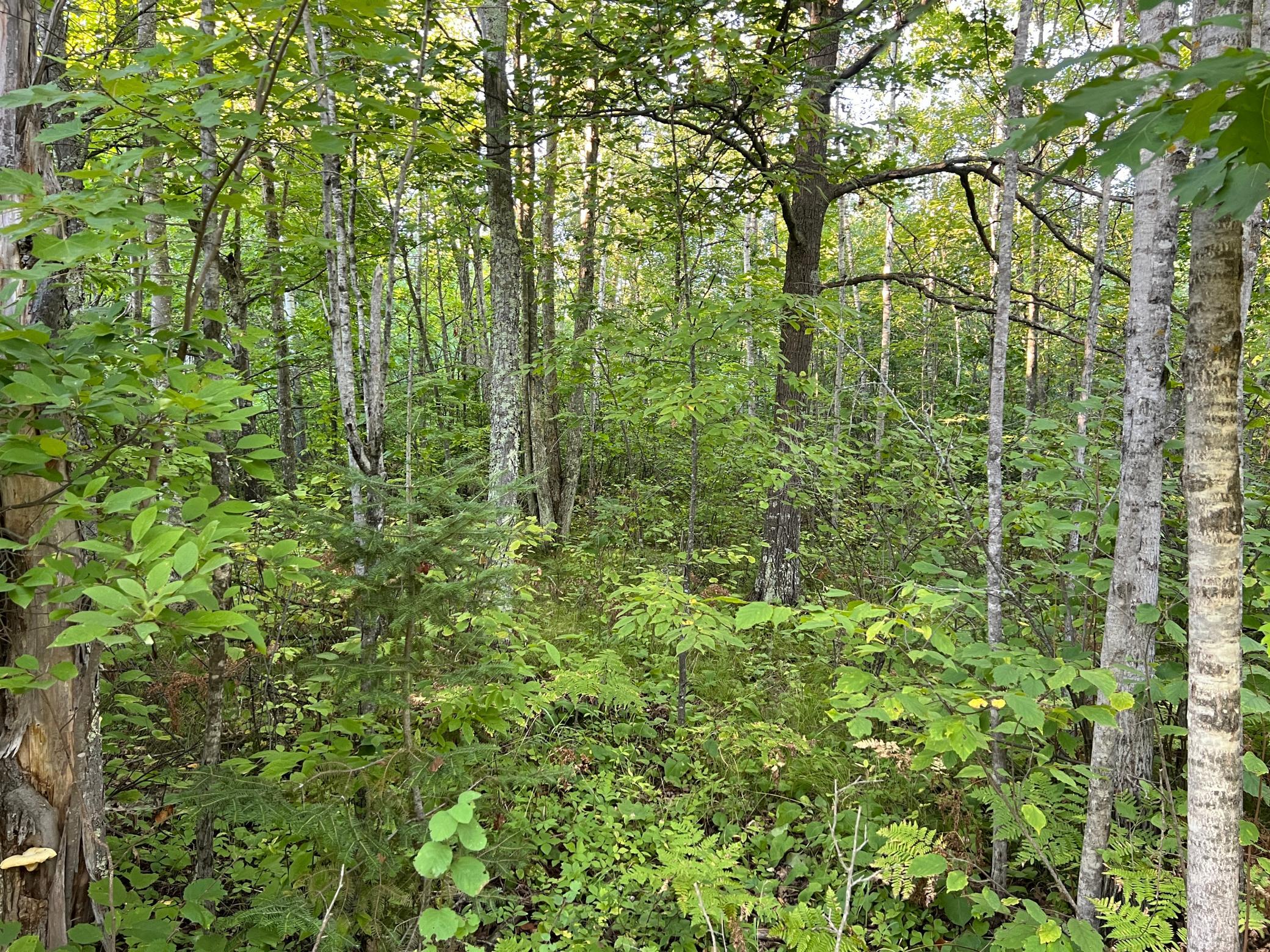 IMG_4265.JPG