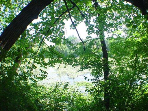 Pond view