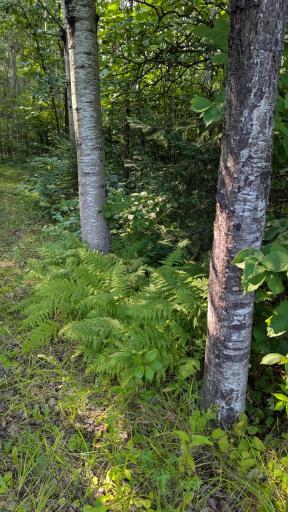 Dense woods