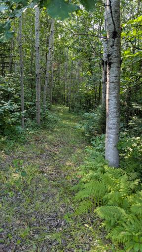 Beautiful woods , trails