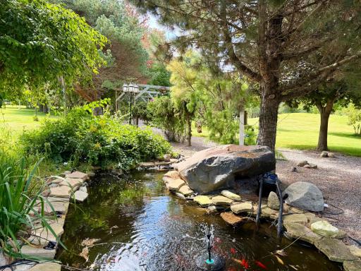 Fish pond.jpeg