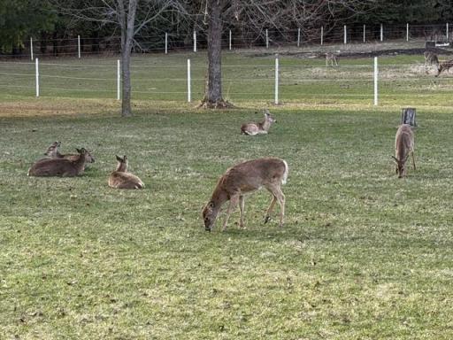 More visitors.jpeg