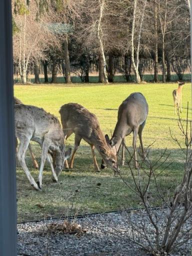 Daily visitors.jpeg
