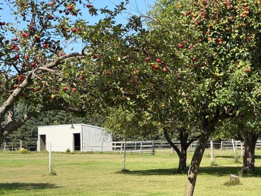 apple orchard.jpeg