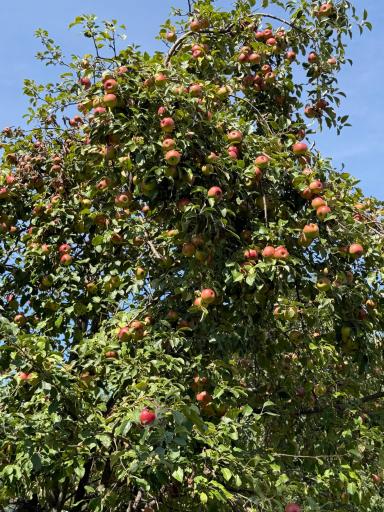 apples.jpeg