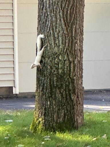 He will be hard to spot in the snow ahead.
