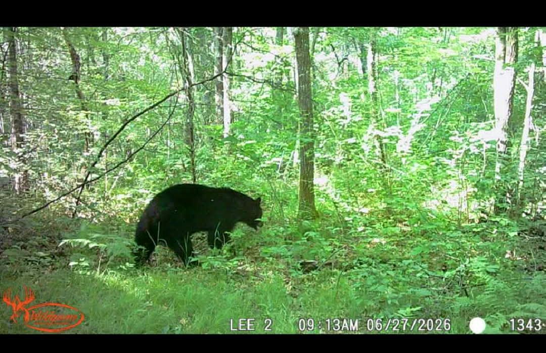 bear 3 - Copy.jpg