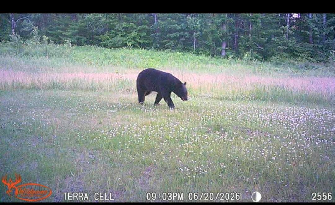 bear4 - Copy.jpg