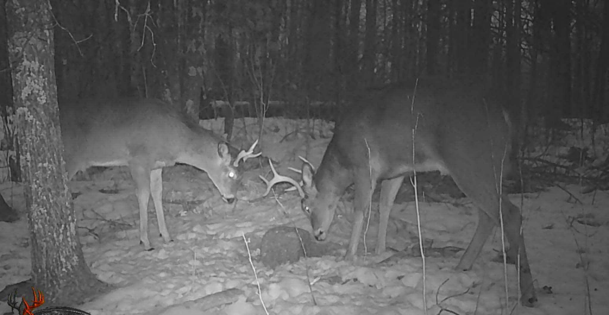 bucks.jpg
