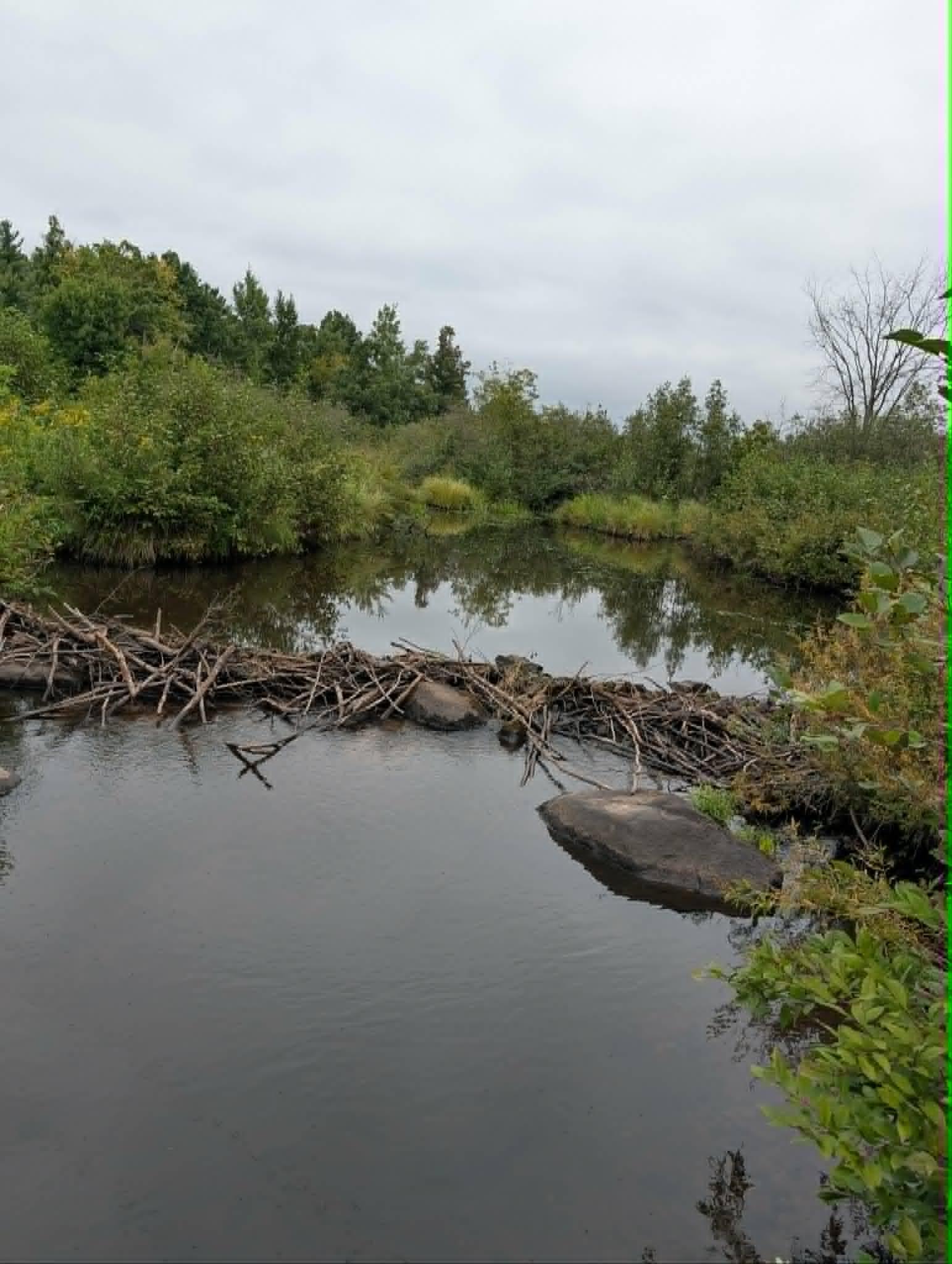 beaver dam.jpg