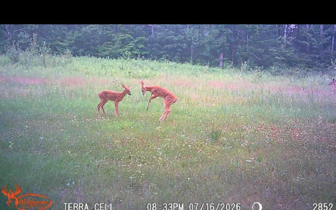 silly deer.jpg