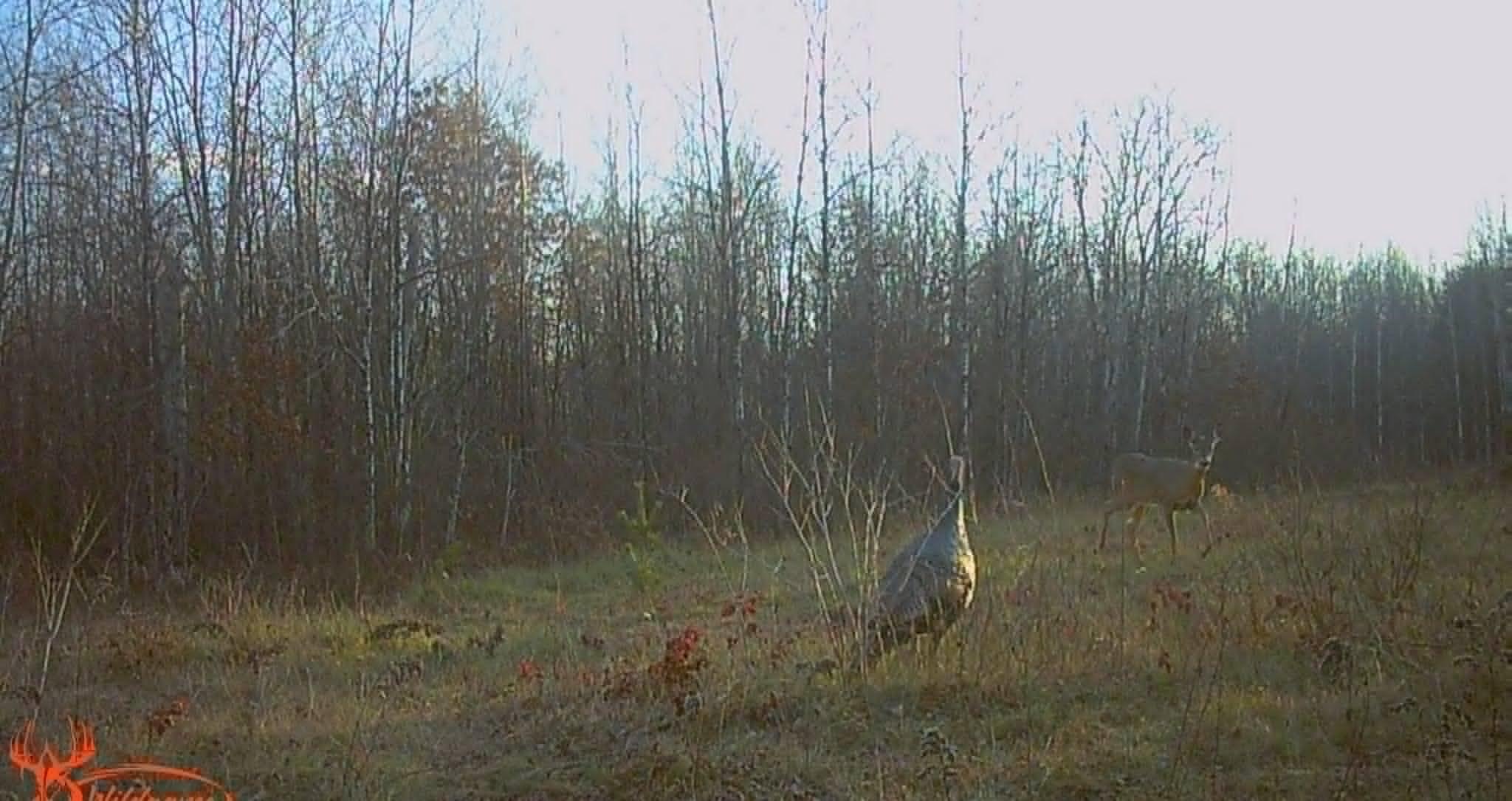 deer turkey.jpg