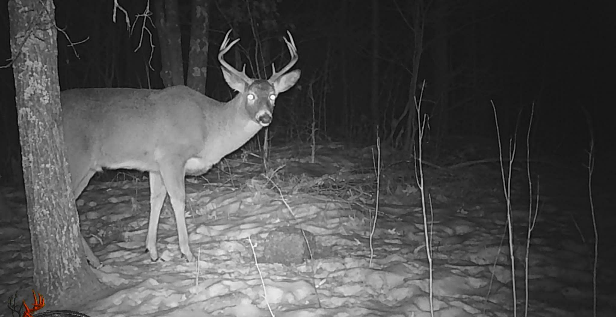 nice buck.jpg