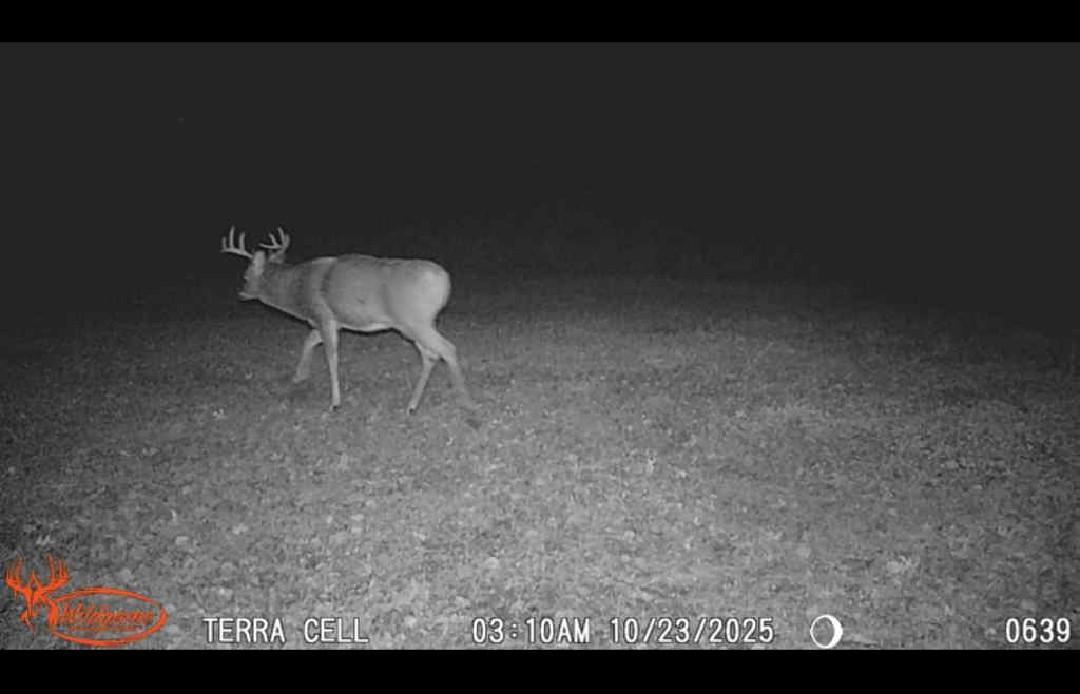 stud buck.jpg