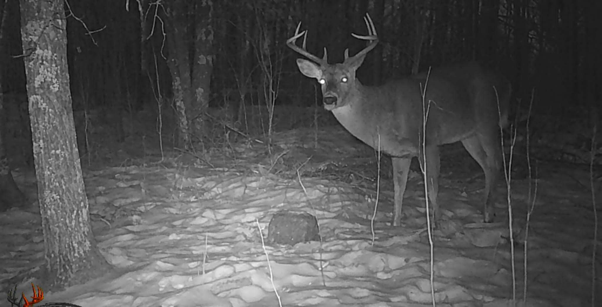 bigggg buck.jpg