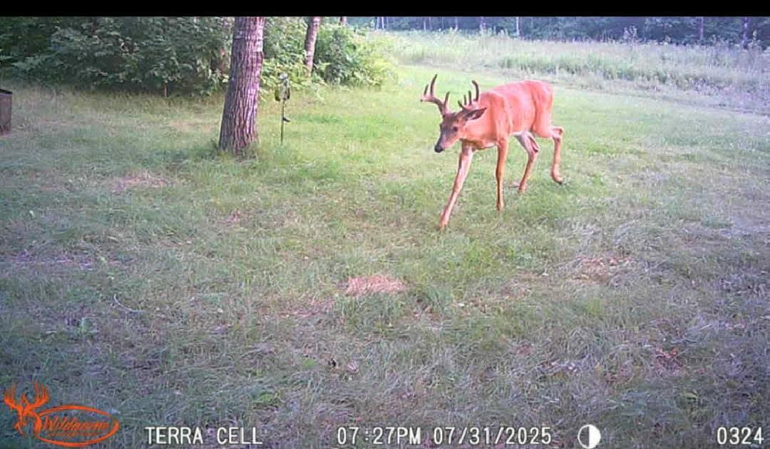 velvet buck.jpg