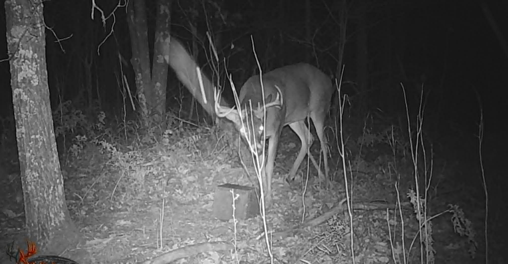 wide buck.jpg