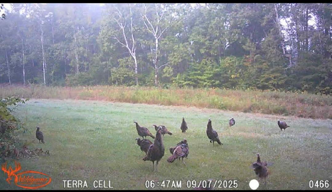 oh my turkeys.jpg