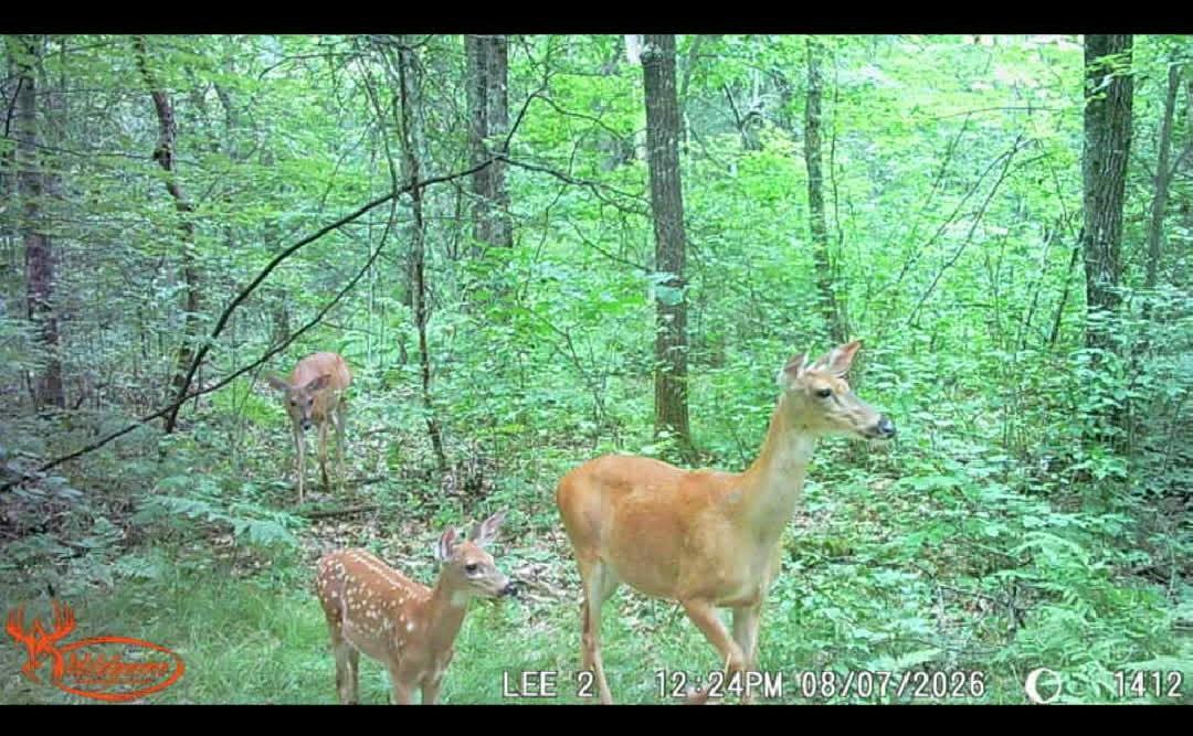 mom fawns.jpg