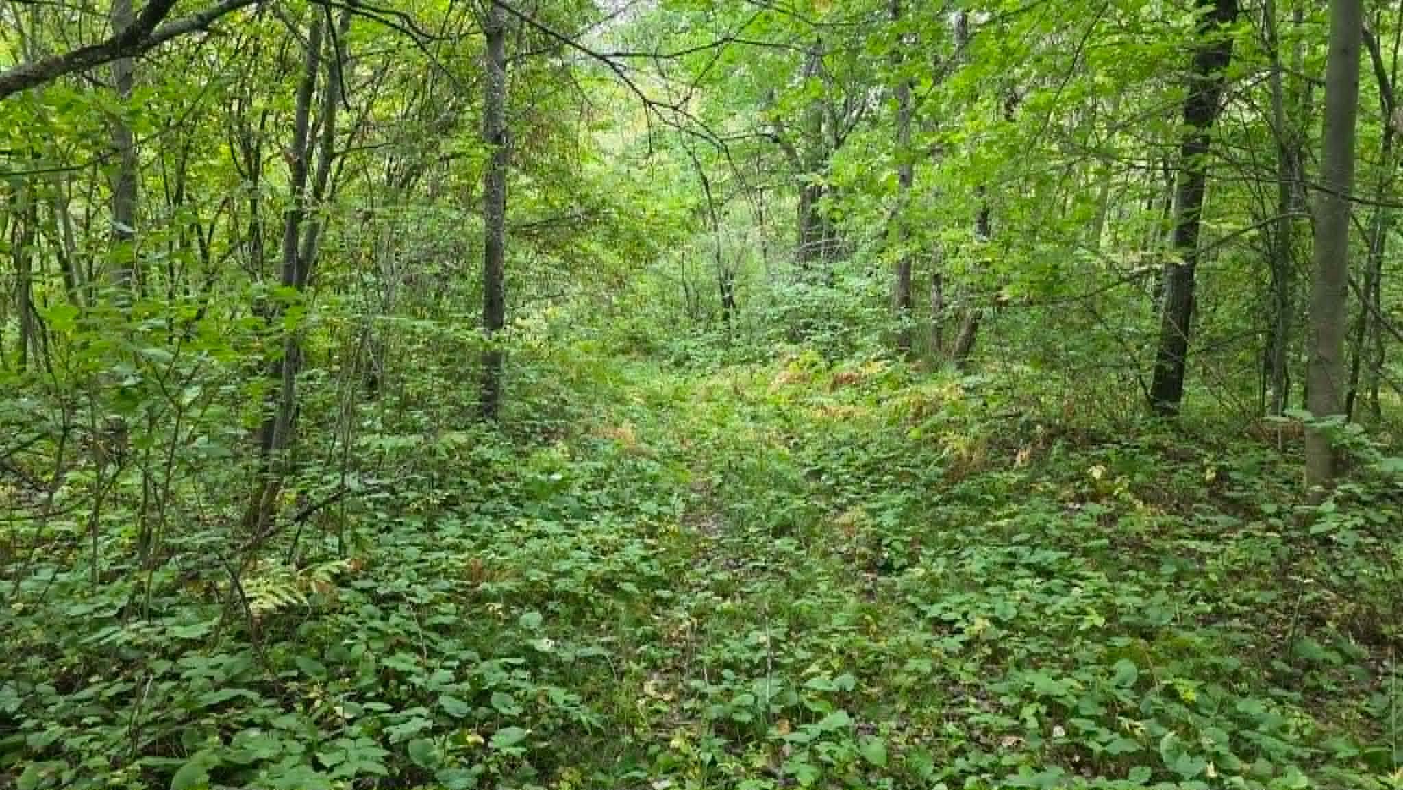 woods.jpg