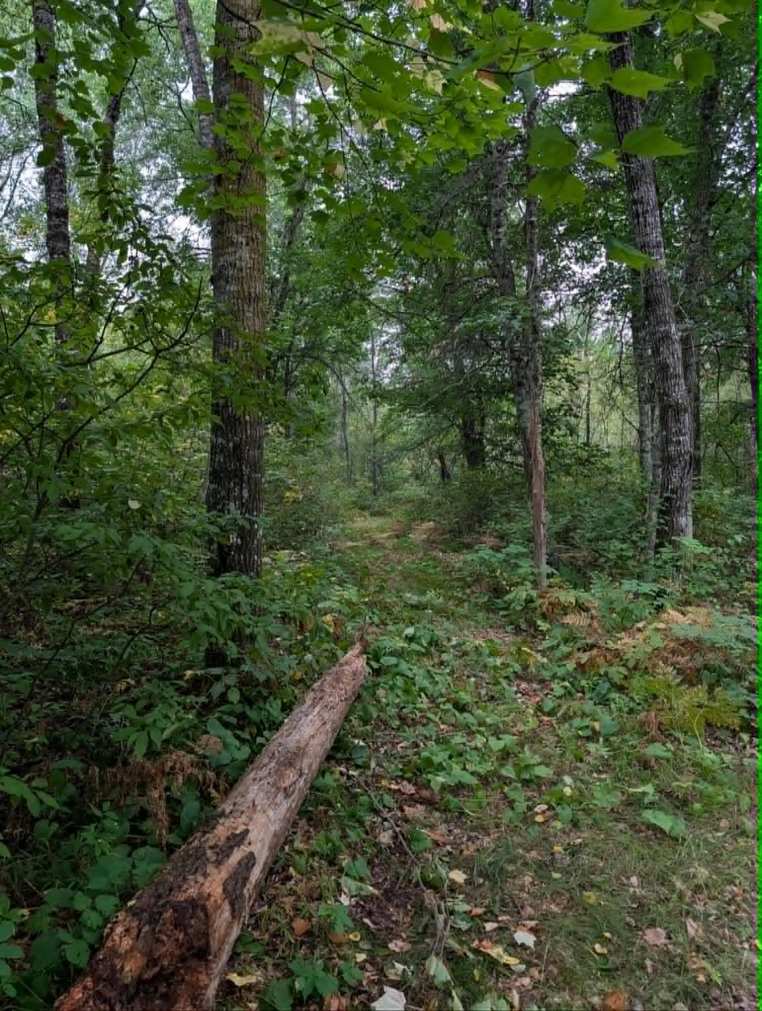 log.jpg