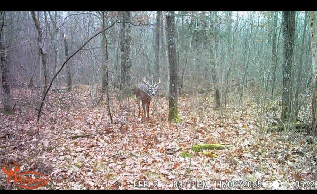 king of woods.jpg