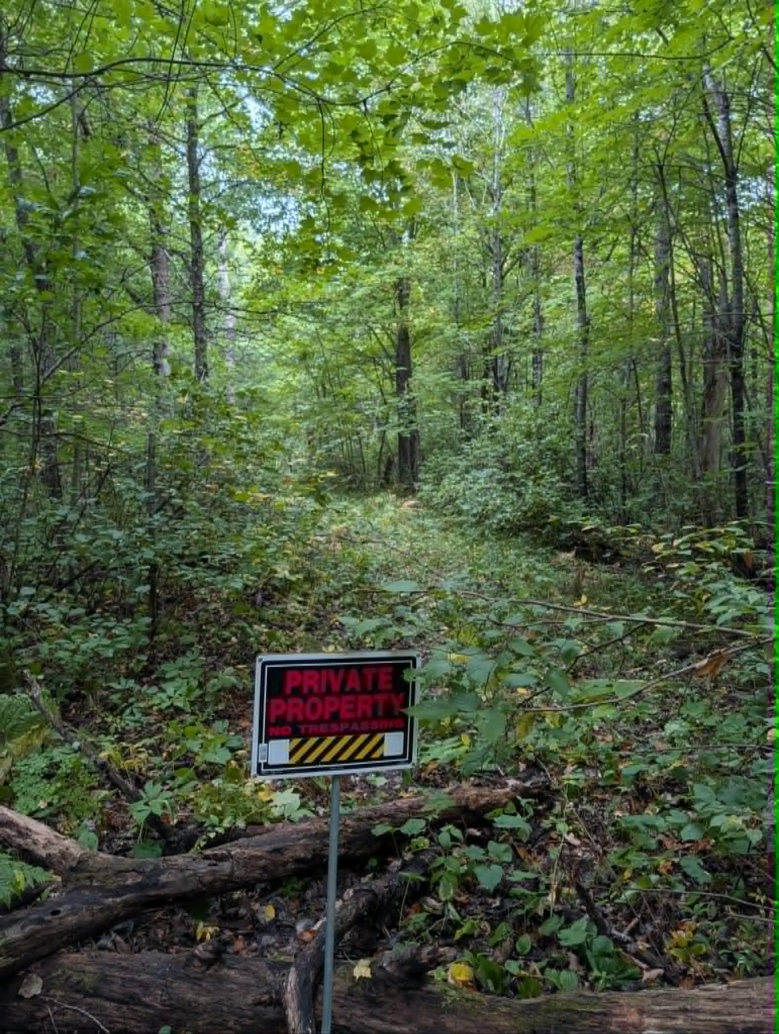 no tress - Copy.jpg