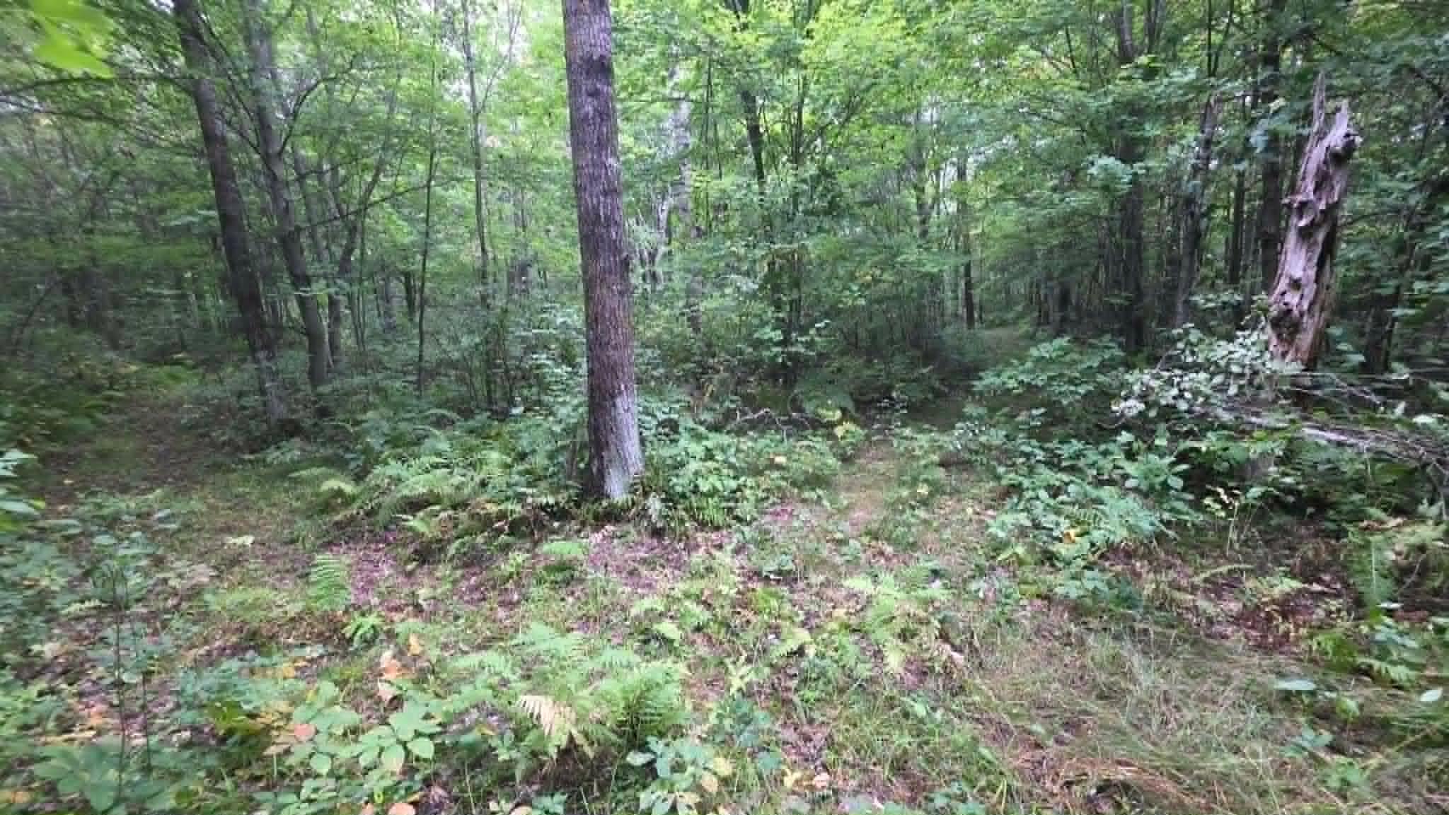 woods2.jpg