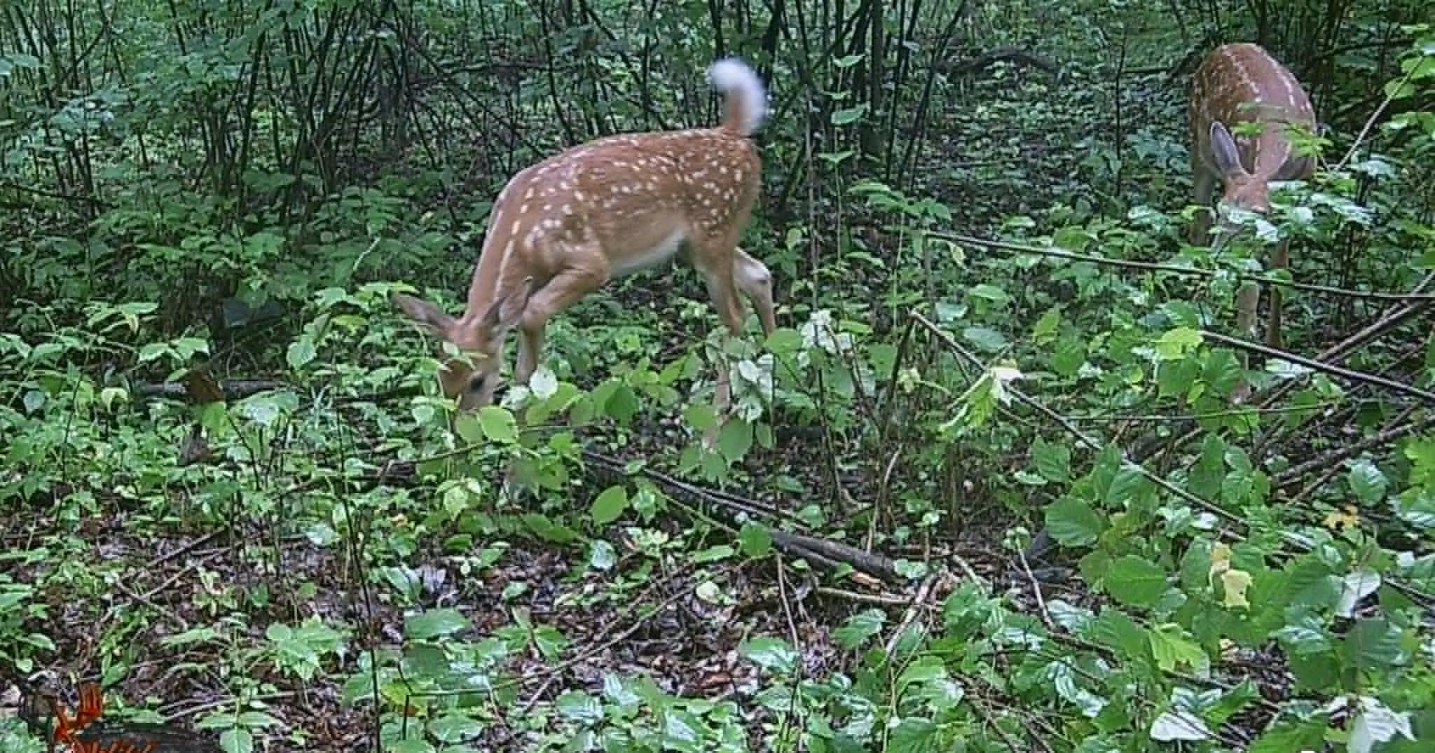 fawns.jpg