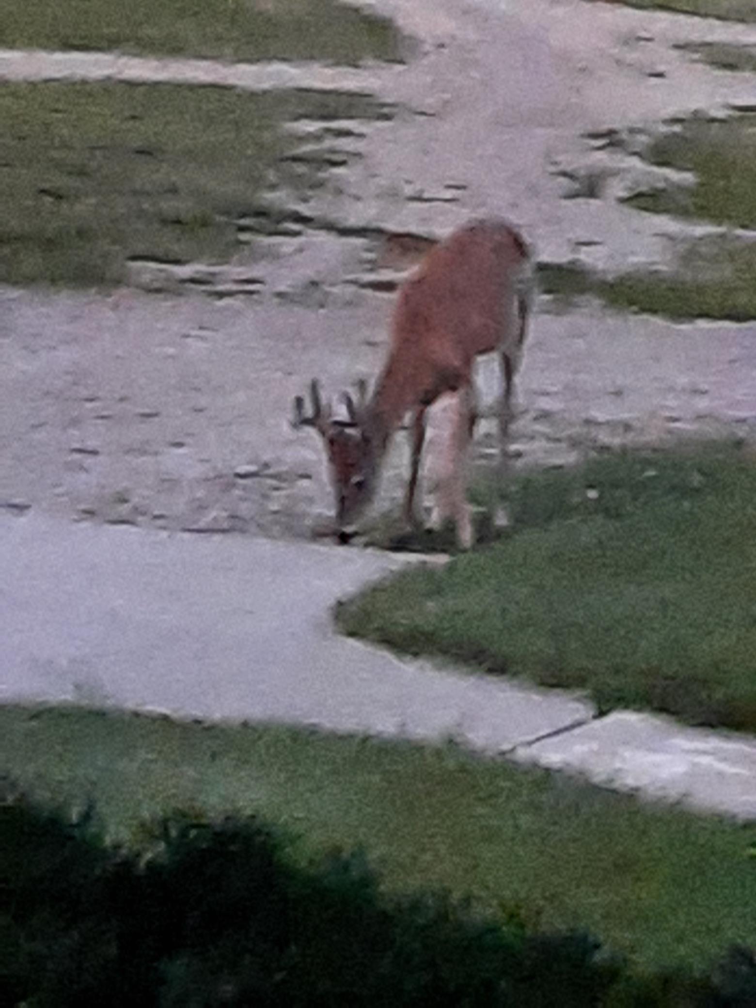 deer.jpg