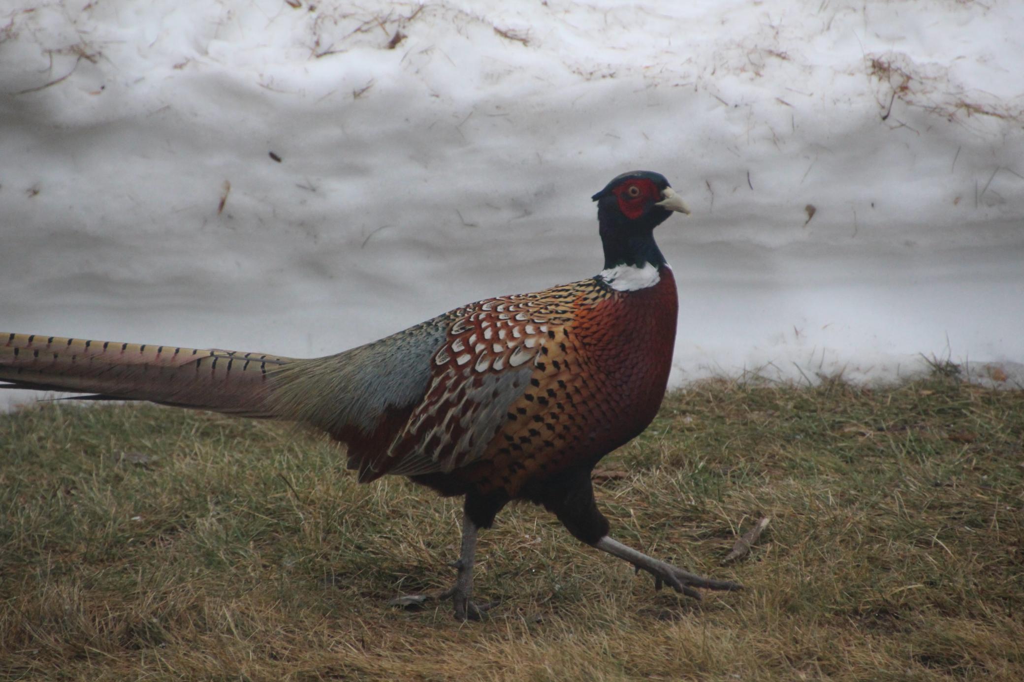 rooster.jpg