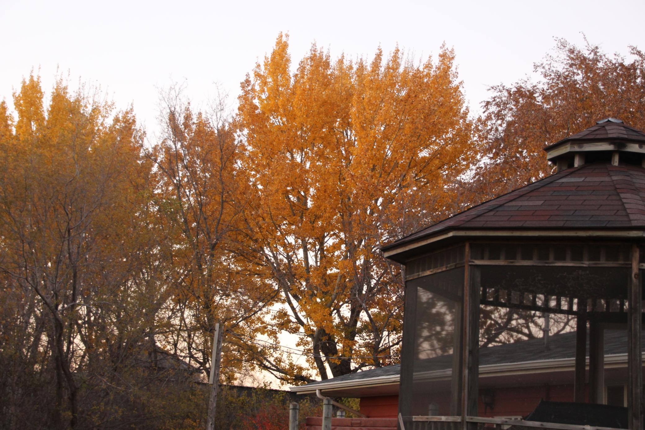 fall.jpg