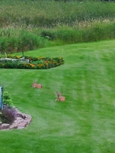 4460 Timber Shores Ct SW, Alexandria MN 56308 regular visitors -- beautiful grass in a not so dry year