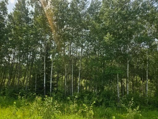 Near county road 17