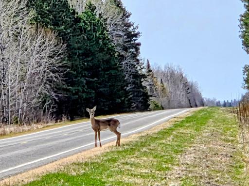 Curious deer.jpg