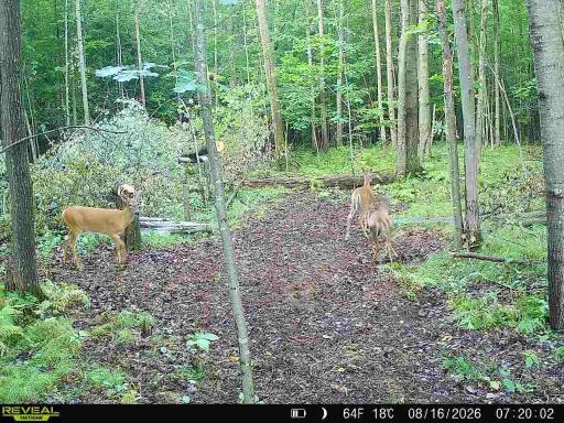 Lot 1 4th Street, Clayton, WI 54004