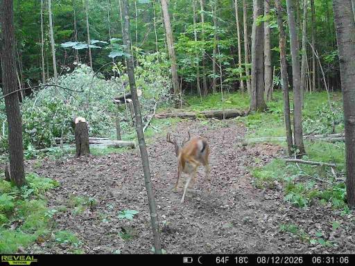 Lot 1 4th Street, Clayton, WI 54004