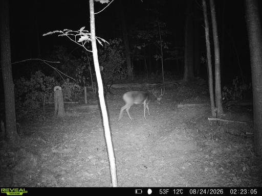 Lot 1 4th Street, Clayton, WI 54004